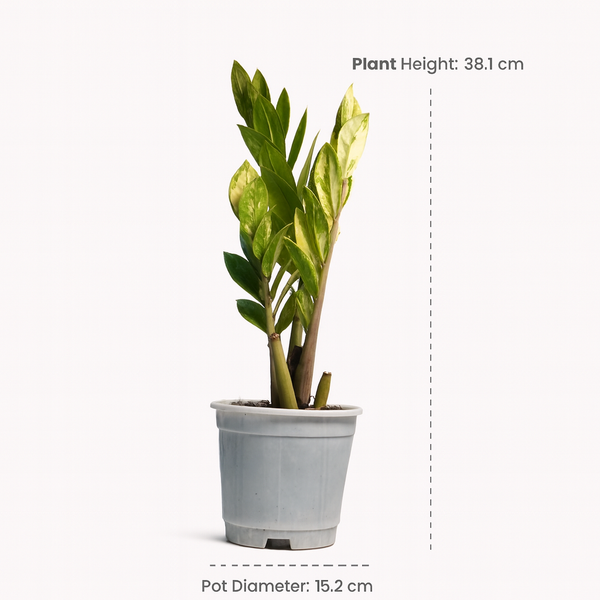 ZZ Plant Variegated