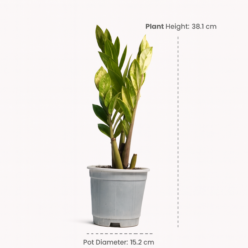 ZZ Plant Variegated