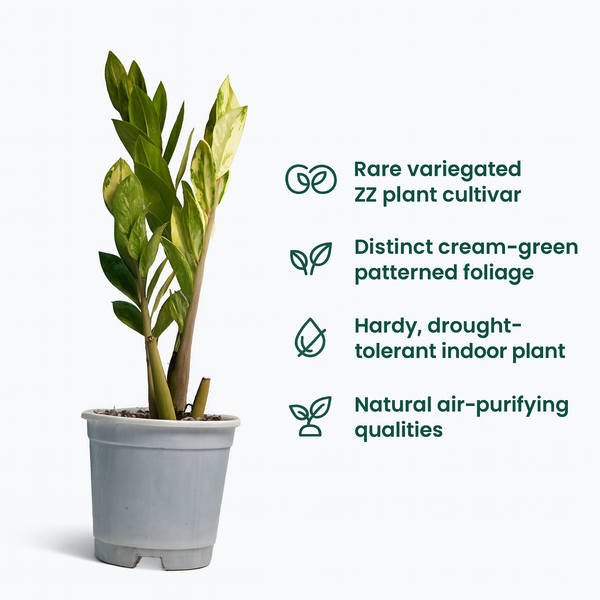 ZZ Plant Variegated