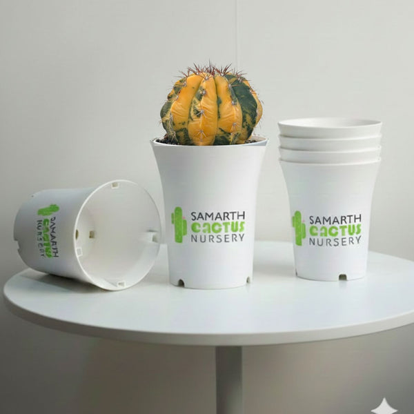 Set Of 12 - 6inch White Pot