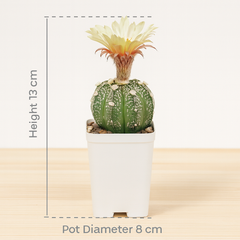 Astrophytum asterias cv superkabuto