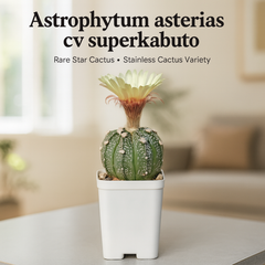 Astrophytum asterias cv superkabuto