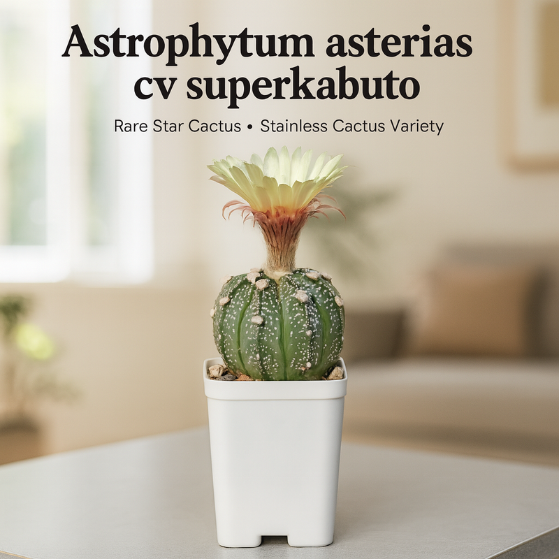 Astrophytum asterias cv superkabuto
