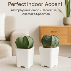 Combo of Two Astrophytum Varieties 2