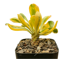 Euphorbia unispina variegated