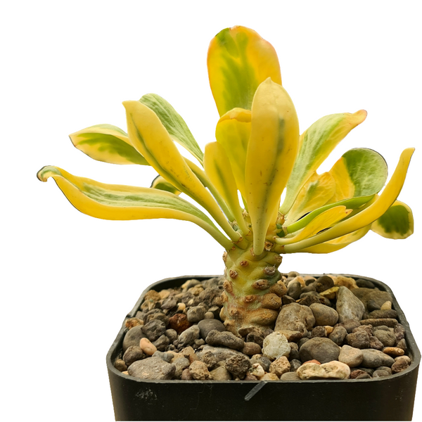 Euphorbia unispina variegated