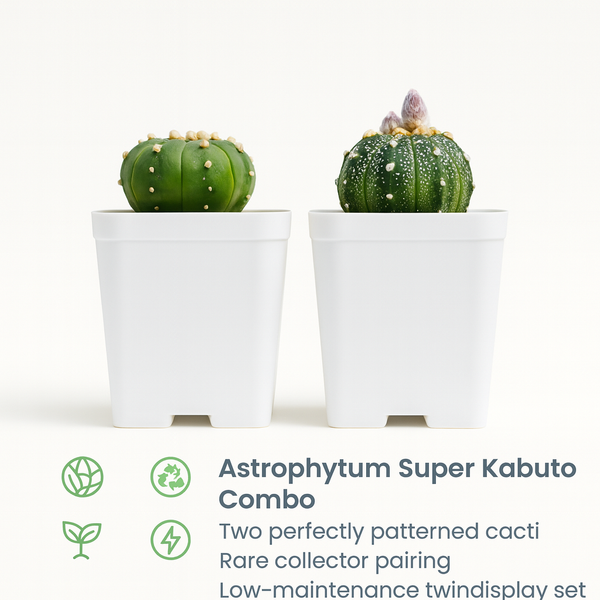 Combo of 2 Astro Cactus