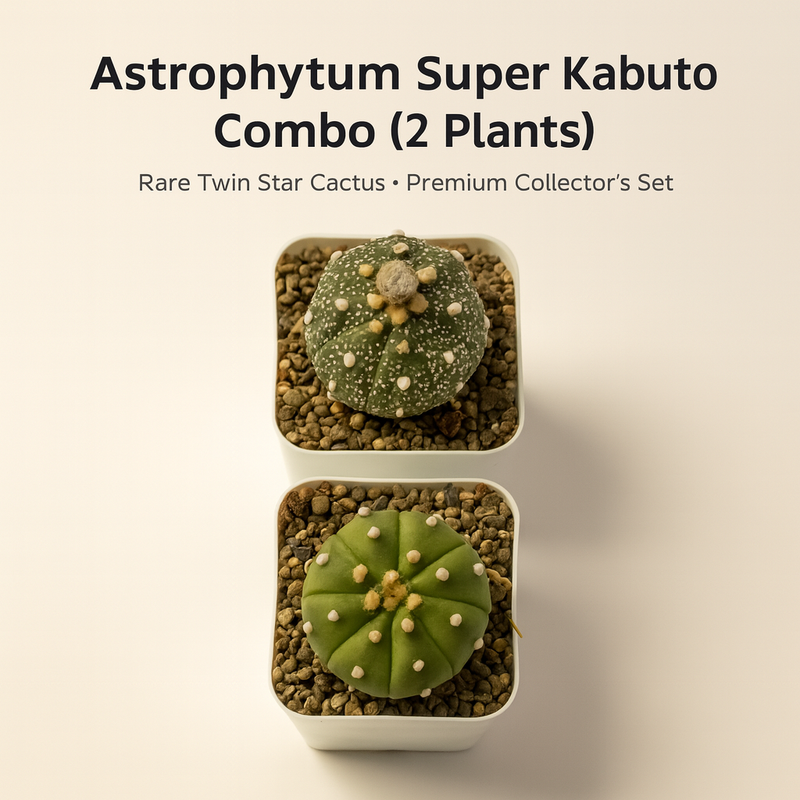Combo of 2 Astro Cactus