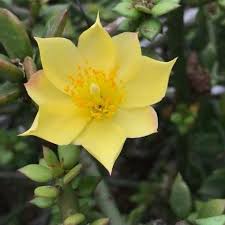 Pereskiopsis spathulata-pencil cactus