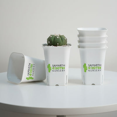 Set Of 12-3.5inch White Tall square Pot