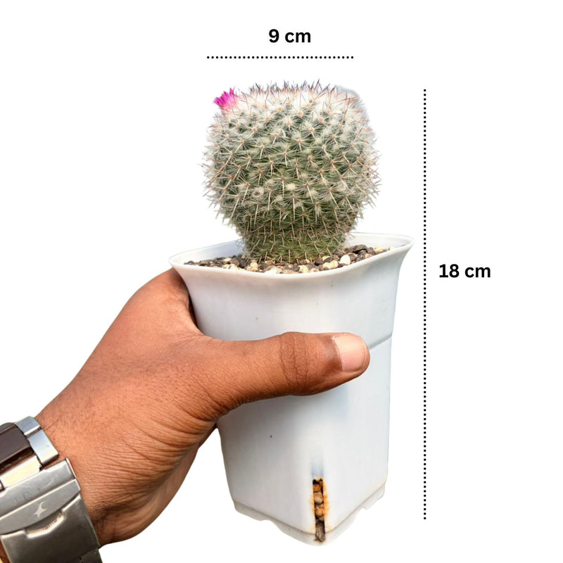 Mammillaria hahniana