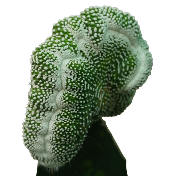Notocactus scopa cv. inermis cristata