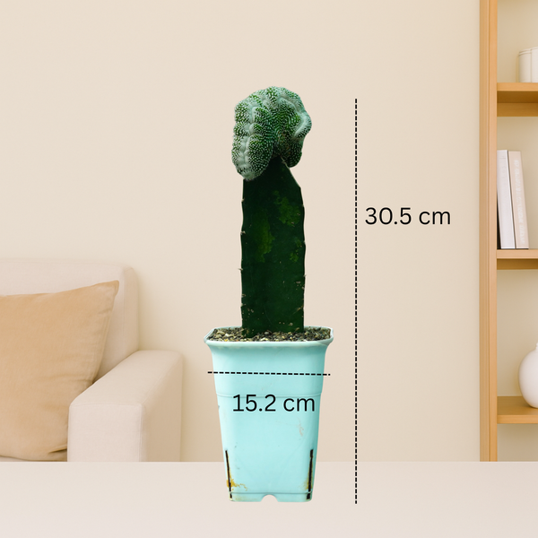 Notocactus scopa cv. inermis cristata