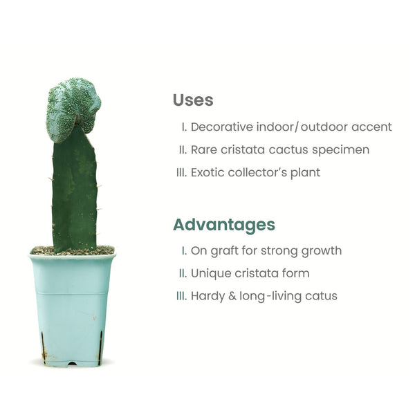 Notocactus scopa cv. inermis cristata
