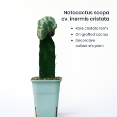 Notocactus scopa cv. inermis cristata