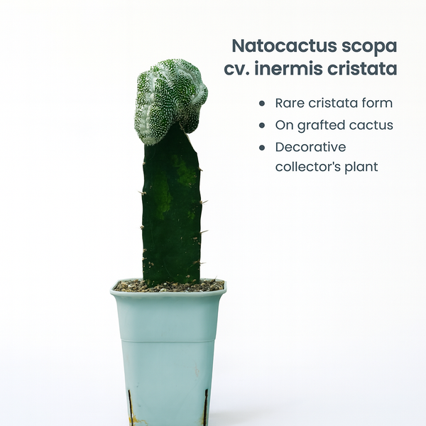 Notocactus scopa cv. inermis cristata