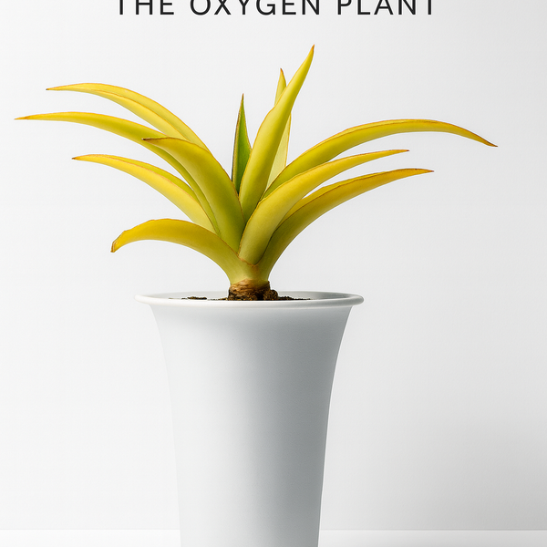 Sansevieria katana var
