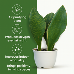 Sansevieria masoniana clump