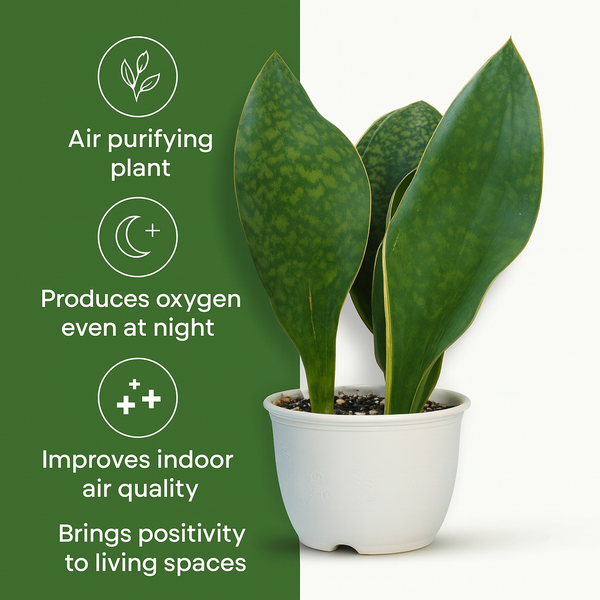 Sansevieria masoniana clump