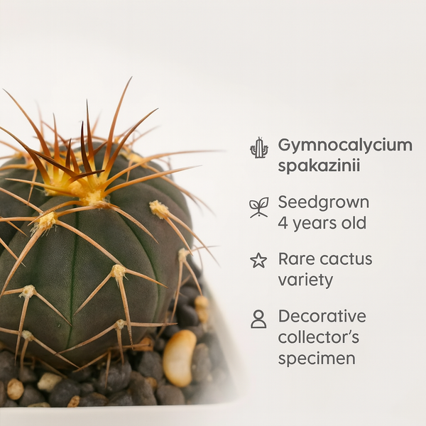 Gymnocalycium spegazzinii