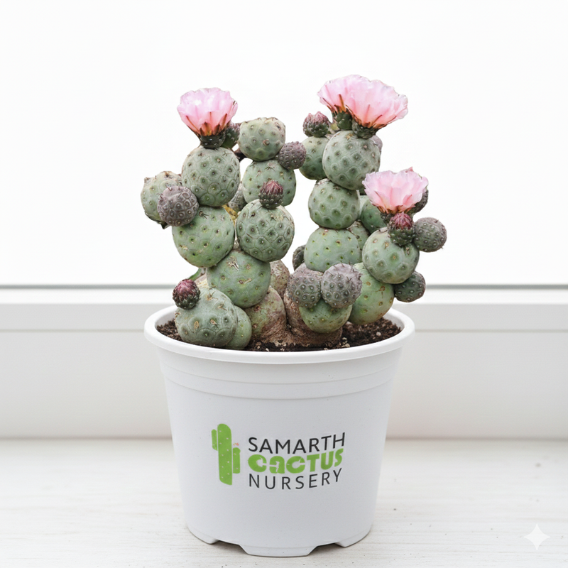 Tephrocactus geometricus